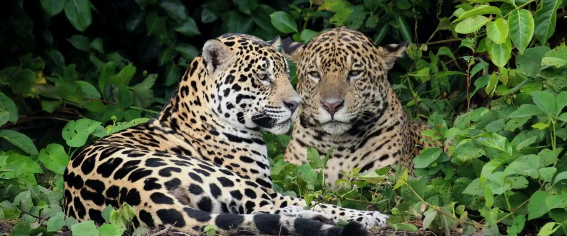 Pantanal